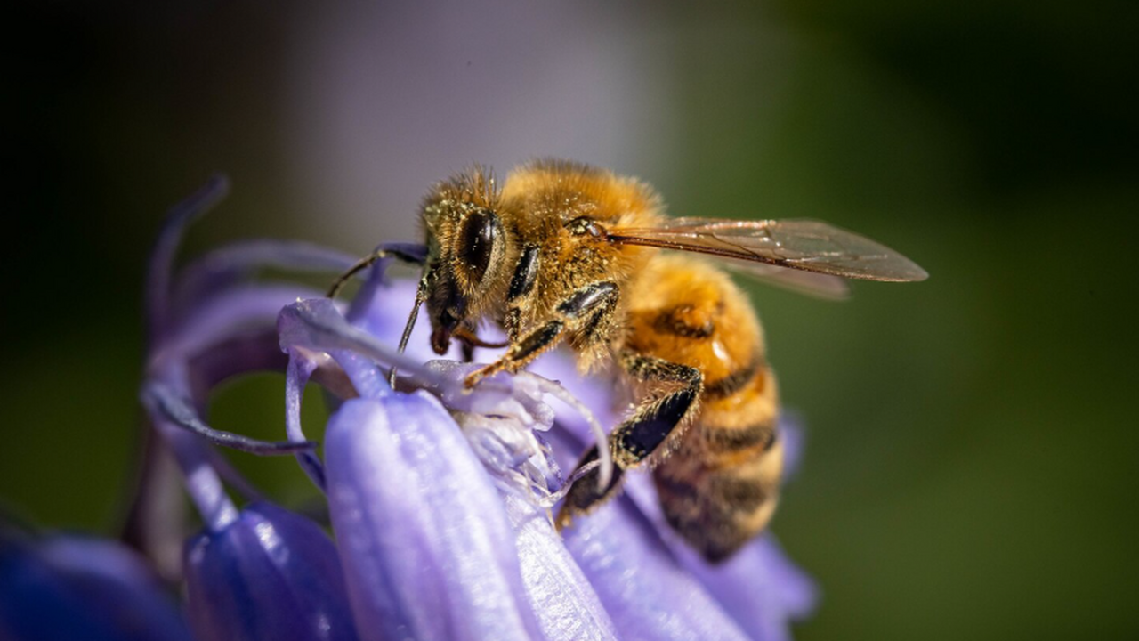 Кооперативное поведение самцов медоносных пчёл ...
