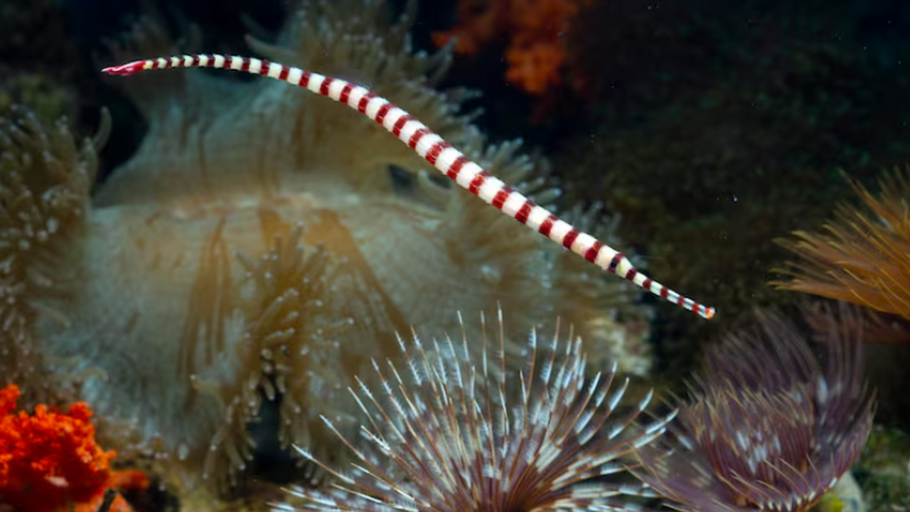 В Белом море найден новый вид червя Apodotrocha...