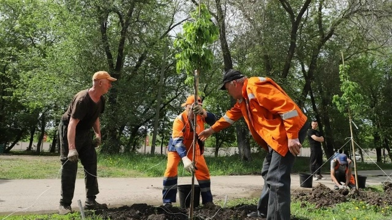 В Самаре более 100 деревьев высадили на Гагарина и Мориса Тореза Посадки деревьев и кустарников продолжатся в со...