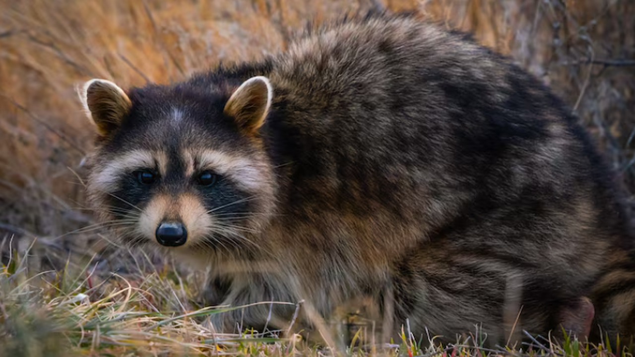 Исследование показало, что еноты активно изучаю...