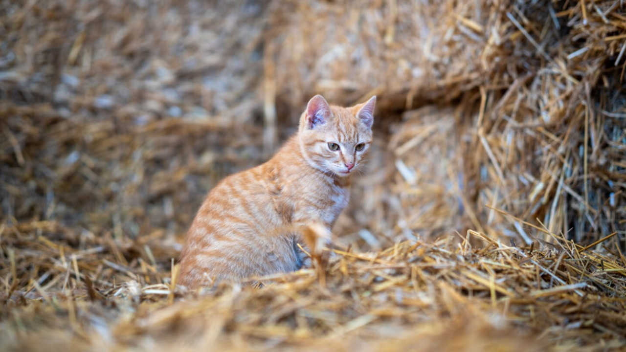 Группа бразильских зоологов изучила охоту домаш...
