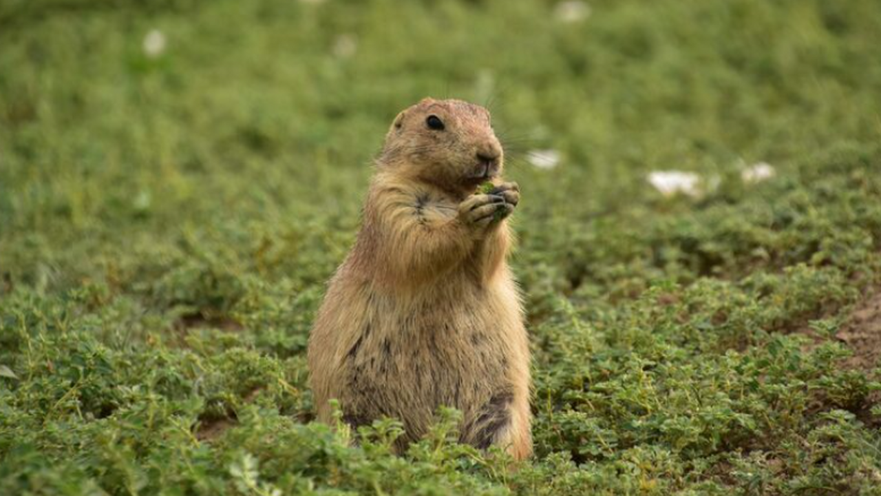 В Туве нашли новый комплекс древних железоплавильных печей Археологи обнаружили в Республике Тыва новый ра...