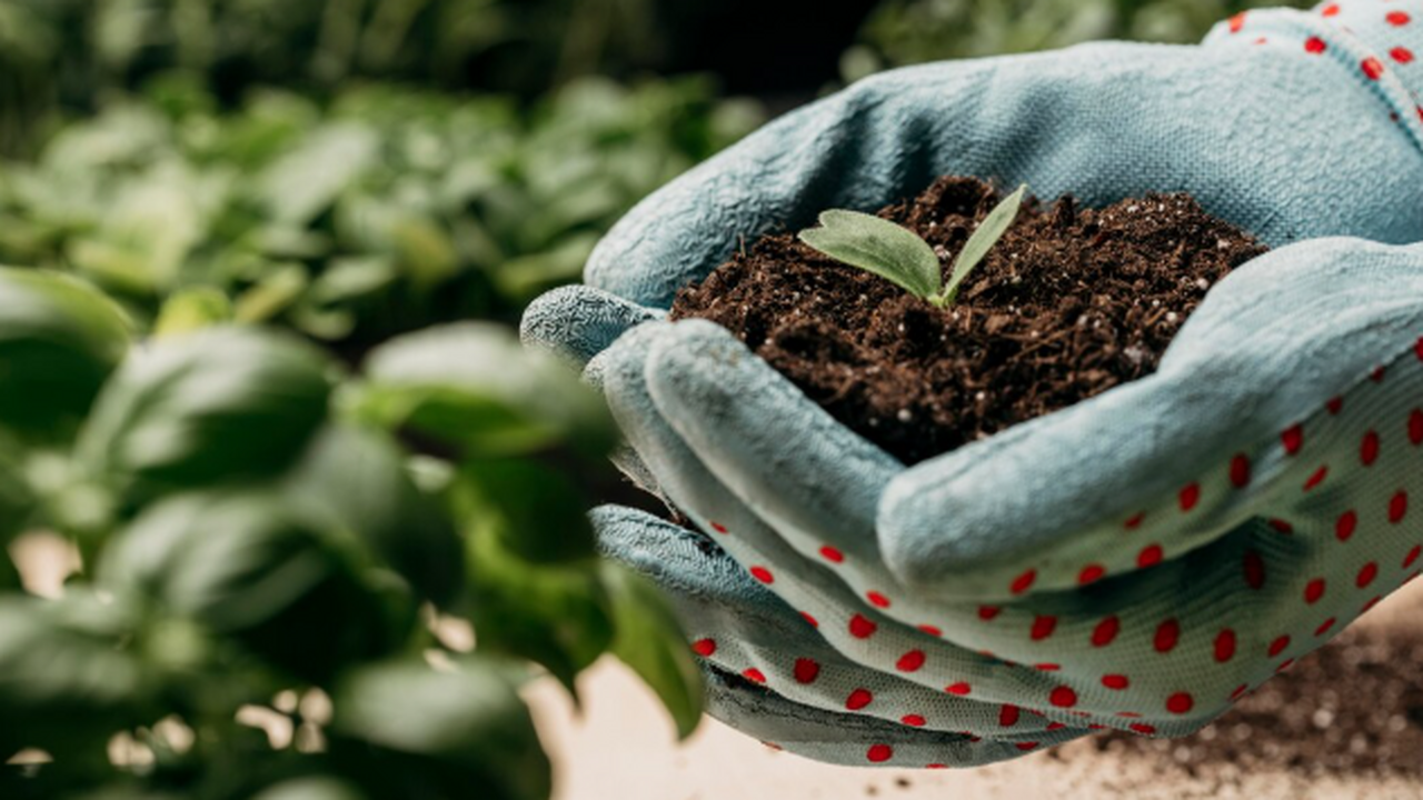Долгие годы «правильная» осень на даче выглядел...