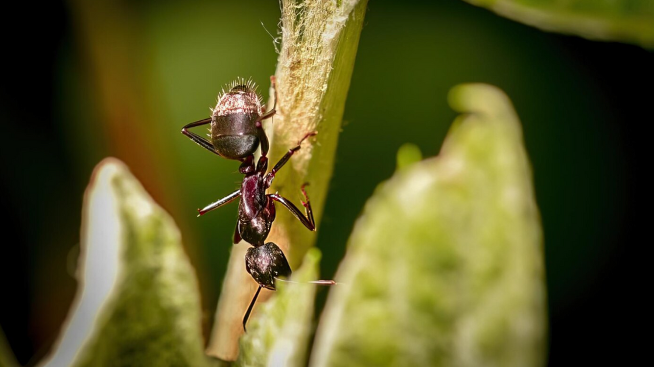 Некоторые виды муравьёв используют необычную фо...