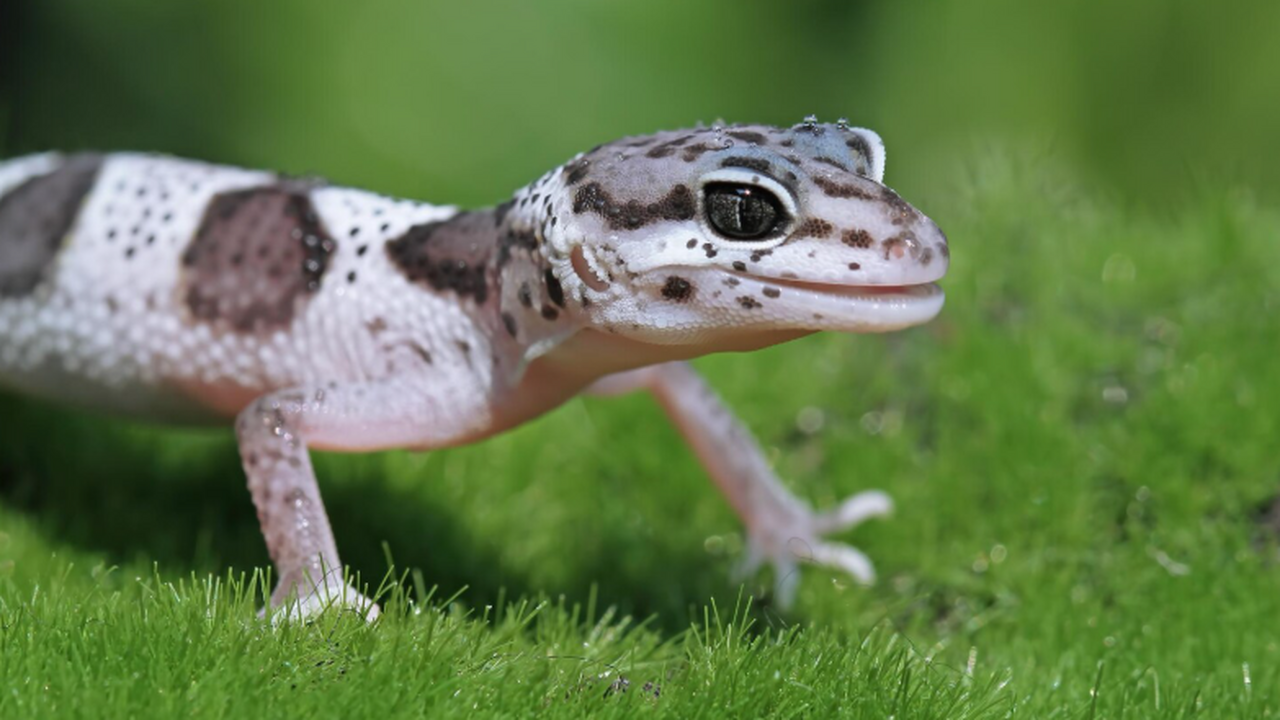 В северном Вьетнаме учёные описали новый вид ге...