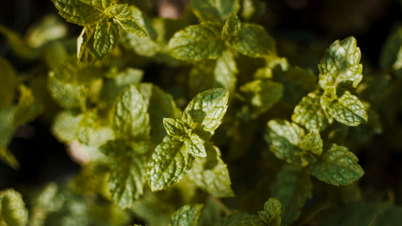 Японские ученые показали, что мята, эвкалипт и ...