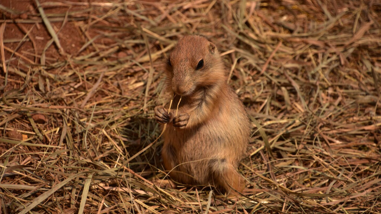 Сибирские учёные доказали, что ольхонская полев...