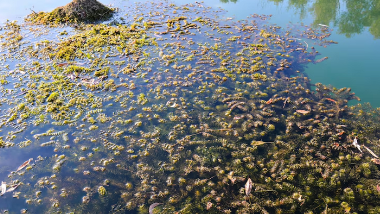 Учёные из РАН и КубГУ разработали метод выявлен...