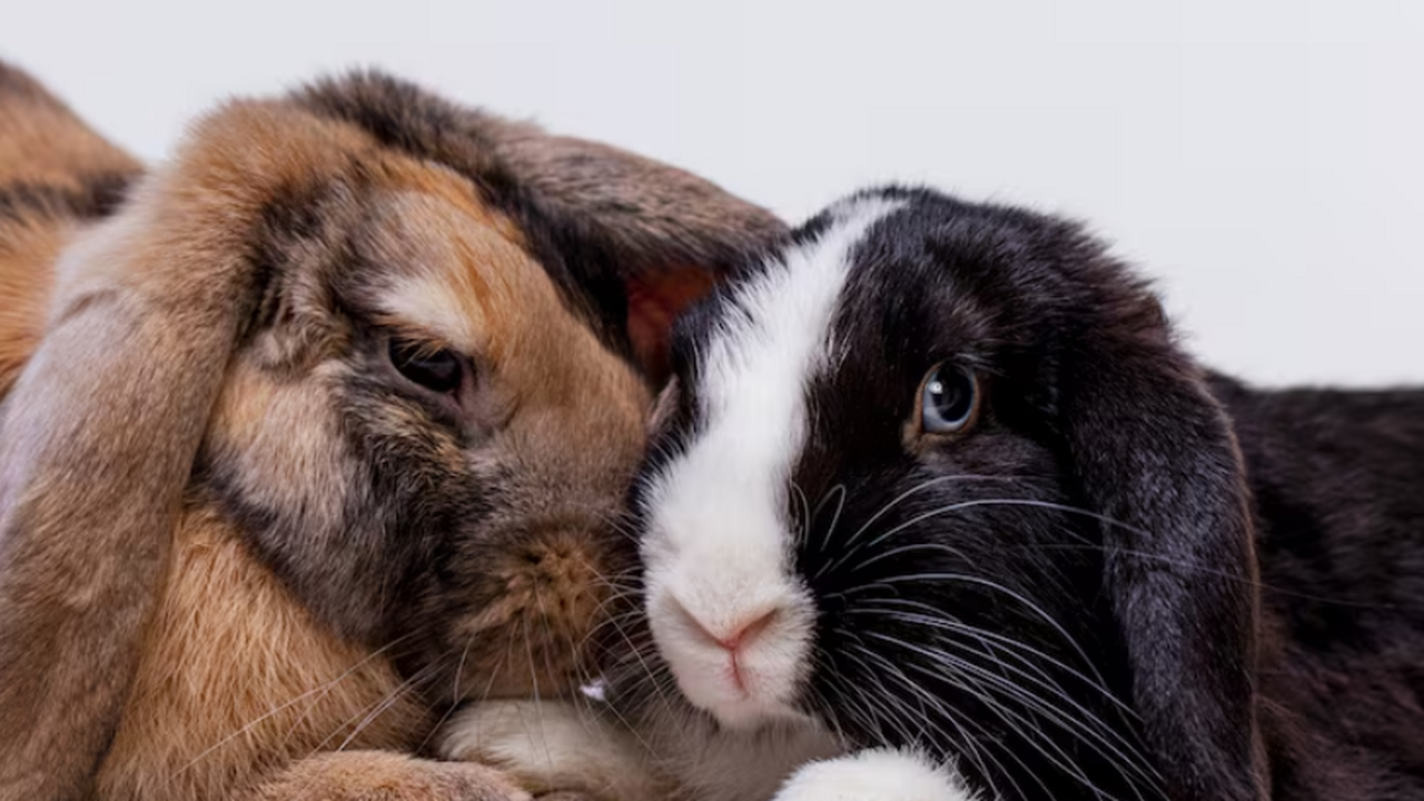 Скрещивание видов: необычные гибриды и их значение для науки и селекции Интерес к животным‑гибридам за последние десяти...