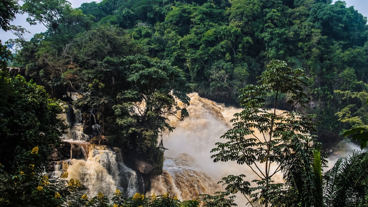 Африканские леса перестали поглощать углерод после 2010 года Климатологи выяснили, что леса превратились в и...