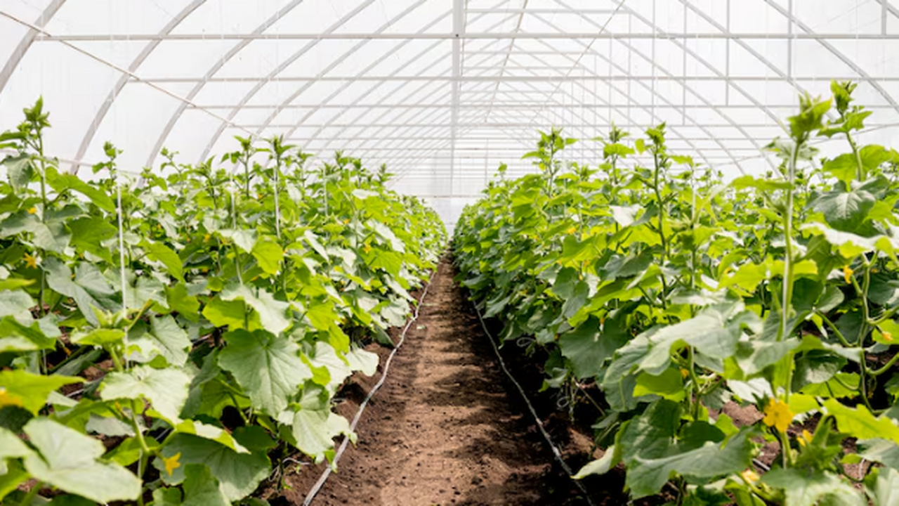 4 шага осенью - и весной начинаю дачный сезон без проблем: об этом должен знать каждый огородник Осень — время, когда земля или набирает силы к ...