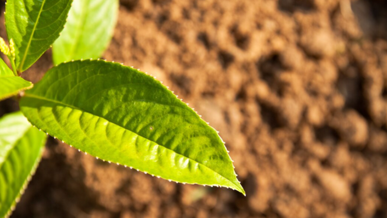 Группа ученых из Техасского университета в Ости...