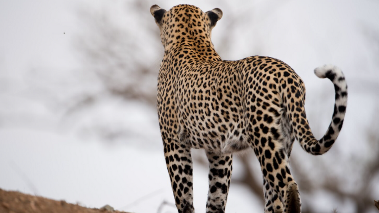 ласти Индии всё чаще вынуждены отлавливать леоп...