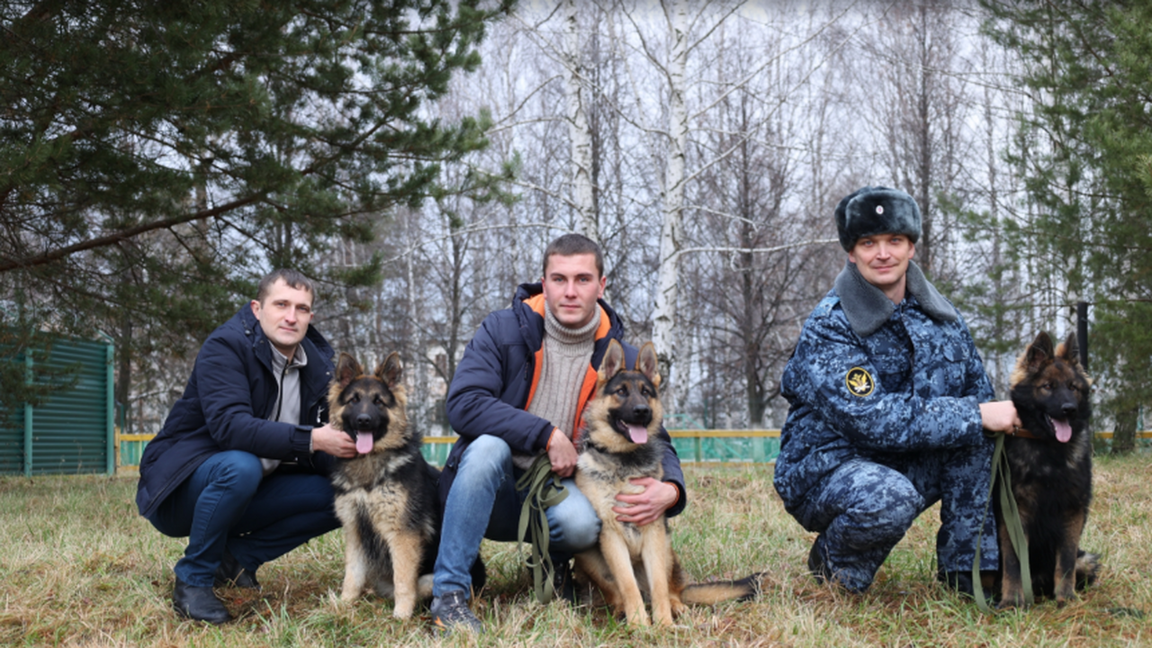 Три немецкие овчарки начнут службу в учреждениях УФСИН Самарской области Они прибыли из питомника служебного собаководст...