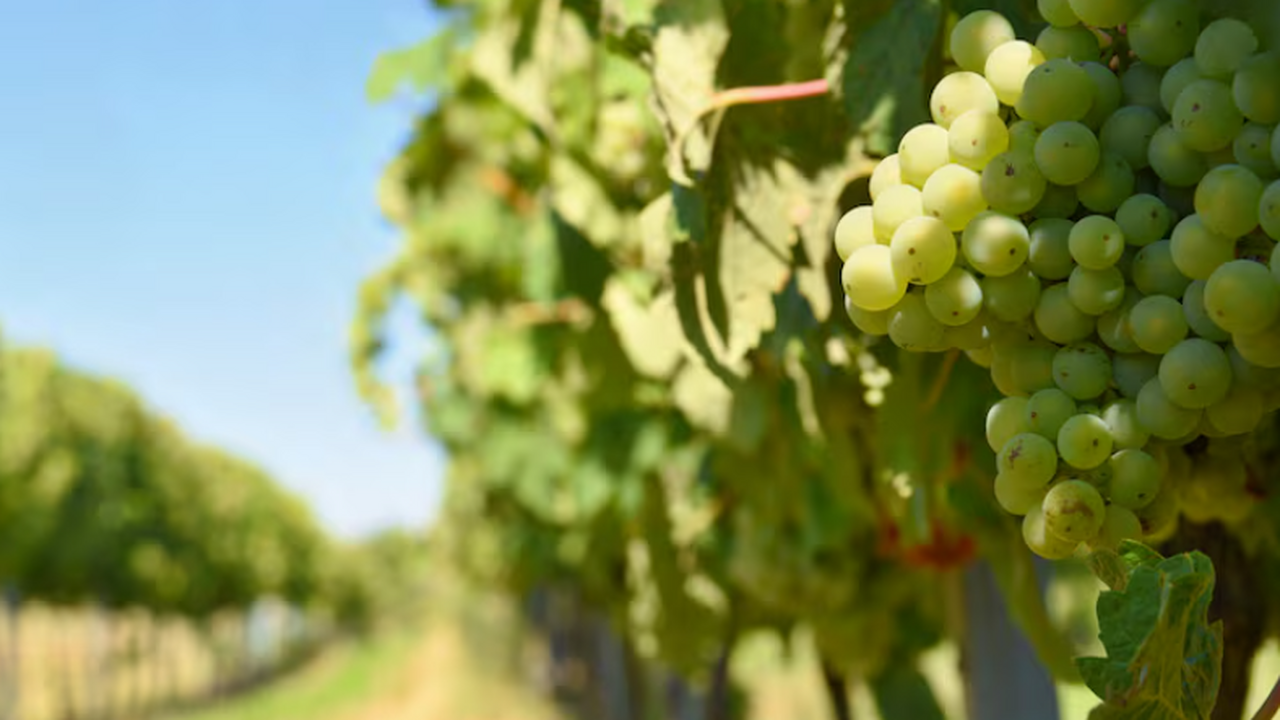 Учёные показали, что техники культивации виногр...