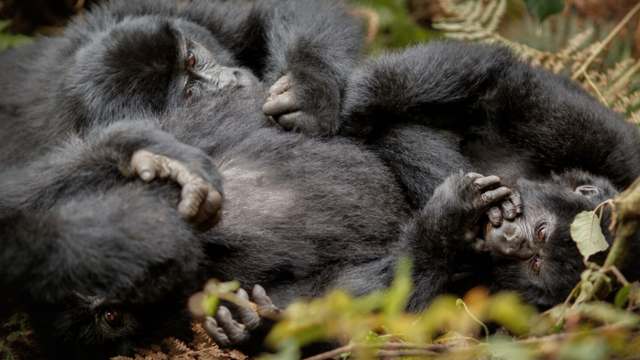 Авторы исследования предполагают, что ухудшение...