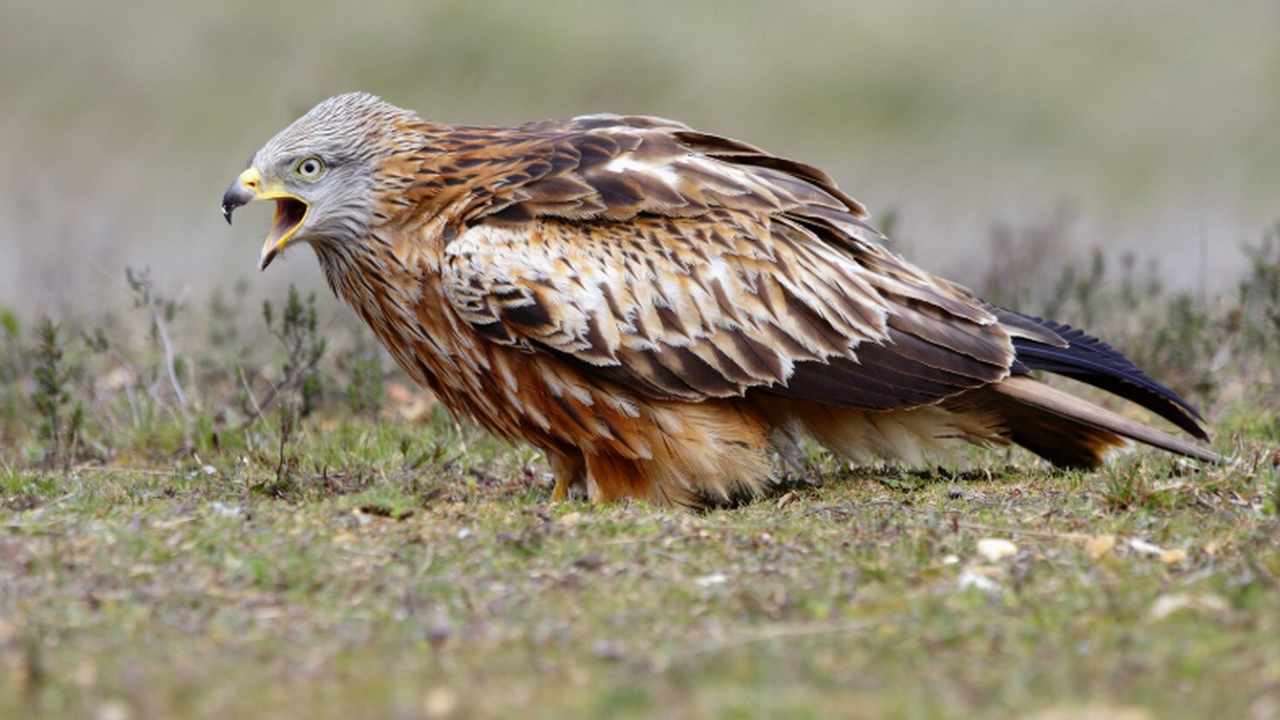 Полёт хищных птиц вдохновил учёных на новые разработки в авиации Исследование Oxford и UC Davis показало, как пе...