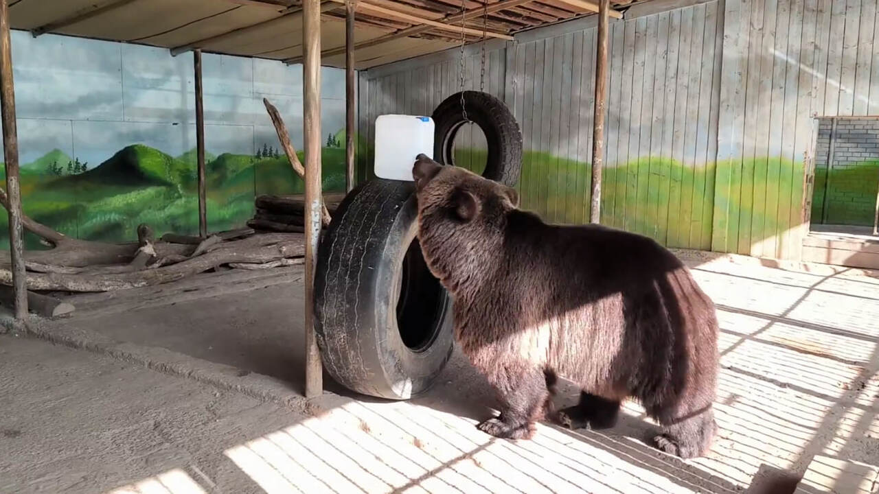 Самарский зоопарк показал, как медведь Умка встречает осень и играет с канистрой Самарский зоопарк опубликовал забавное видео с ...