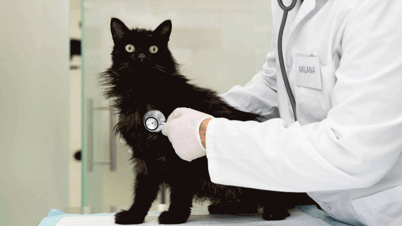 Японские учёные создали препарат AIM для лечени...