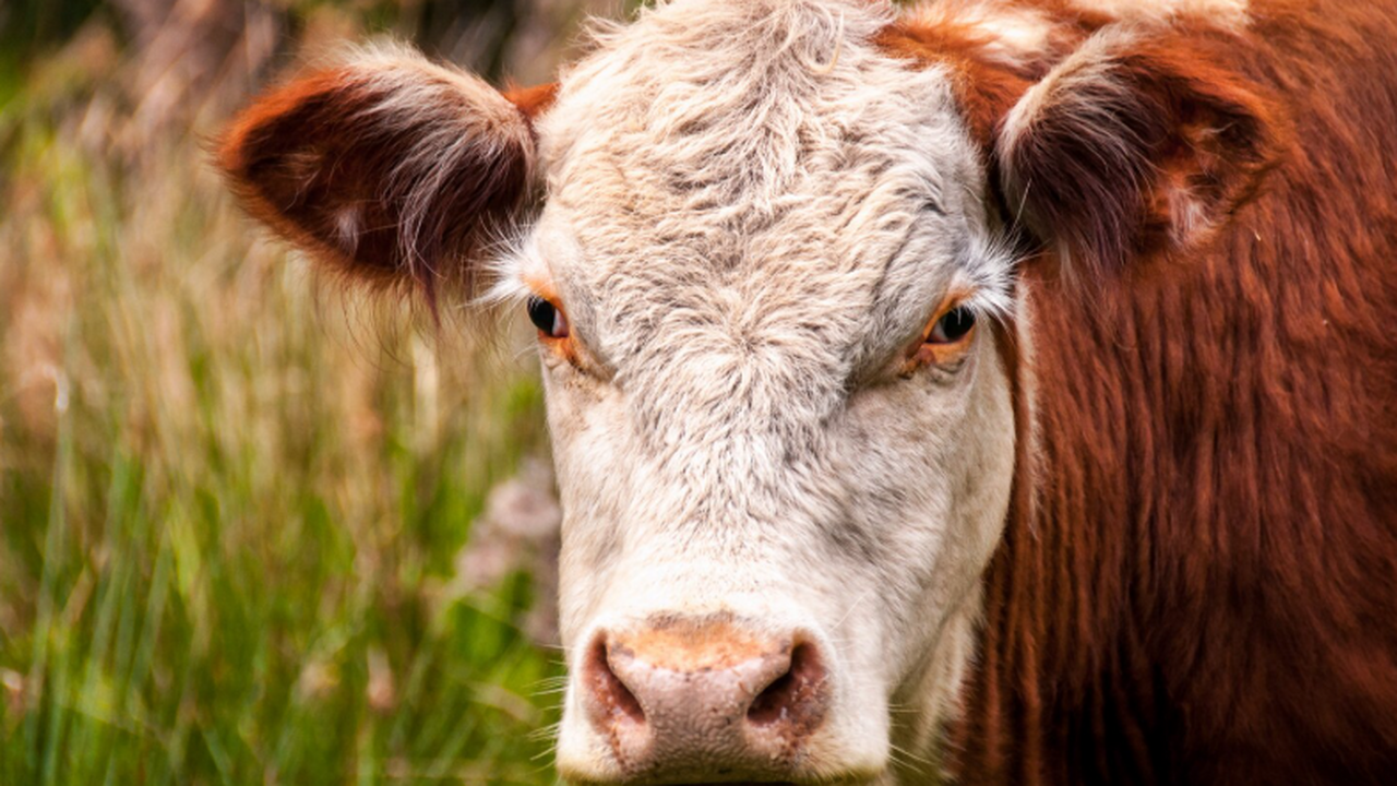 Австрийская корова Вероника научилась чесать сп...