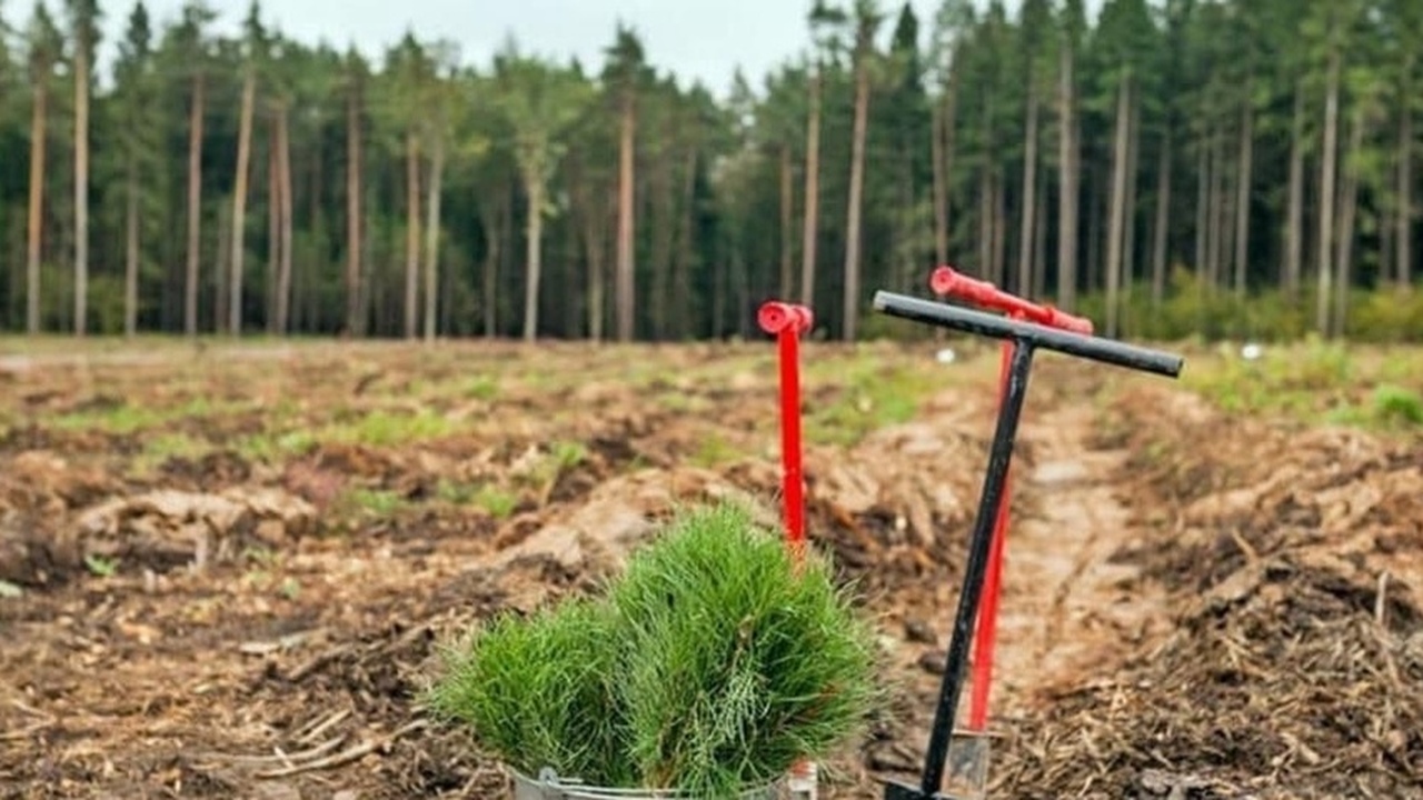 Тольяттинцев приглашают на посадку леса в рамках акции «Восстановим лес» Организатором акции является Самарское областно...