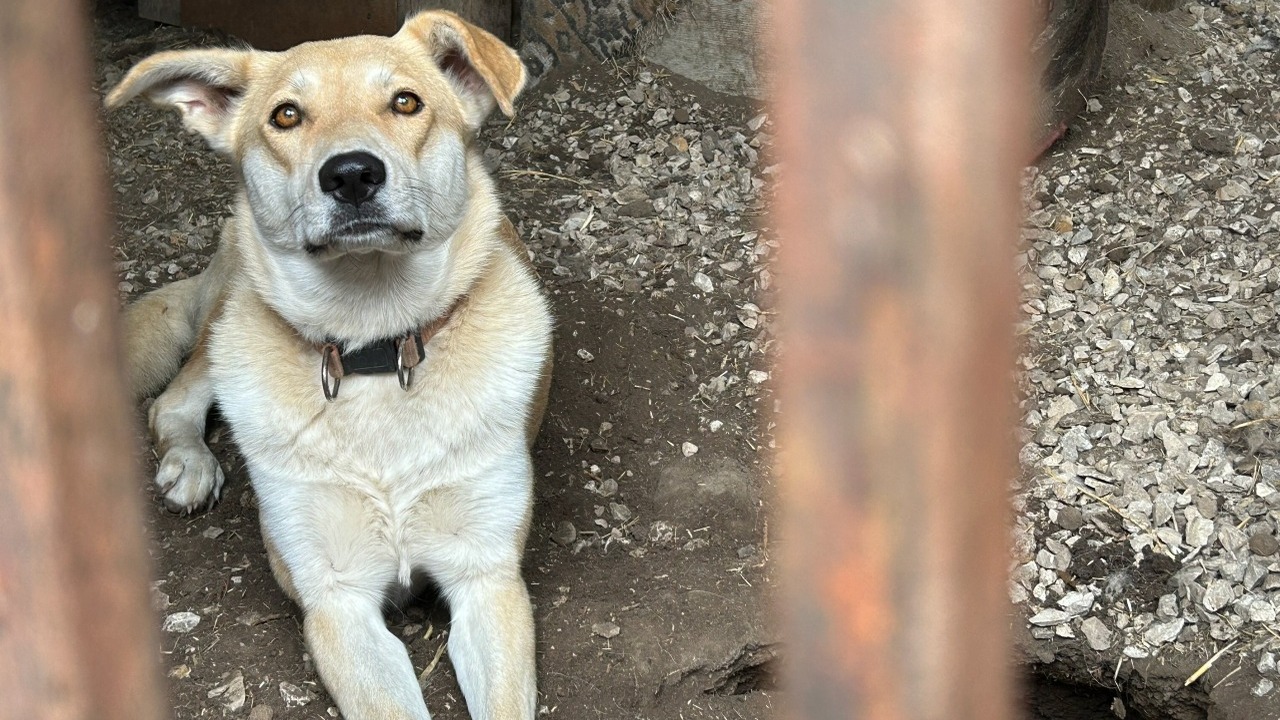 В самарском дворе отлов обнаружил трупы кормящей собаки и щенка Восемь собак, включая семь щенков и одну взросл...