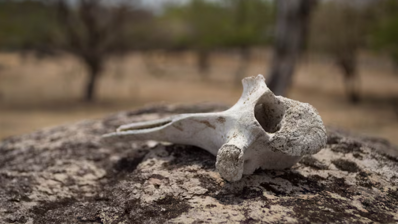 Болота южной Швеции снова подтвердили репутацию...