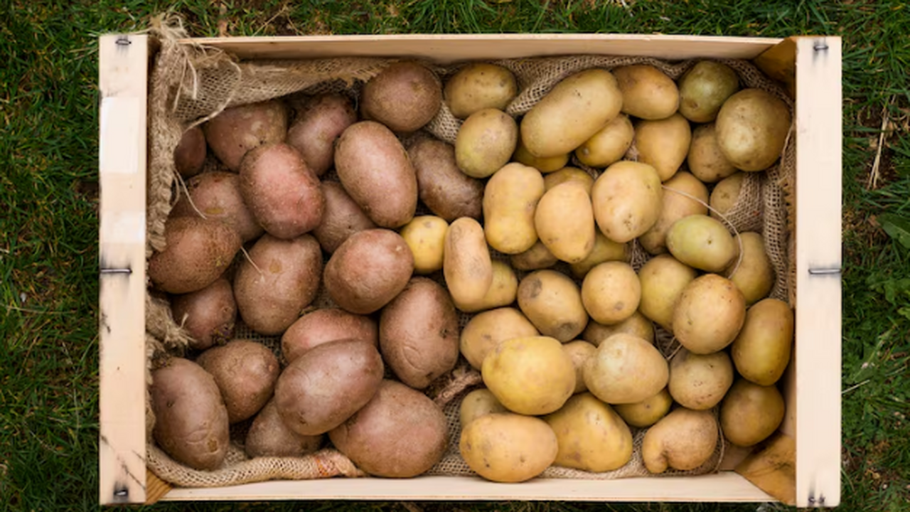 Худшие сорта картошки — лучше не садите их: водянистые, пластиковый вкус, а урожай — кот наплакал Картофель для нас — «второй хлеб», но не всякий...