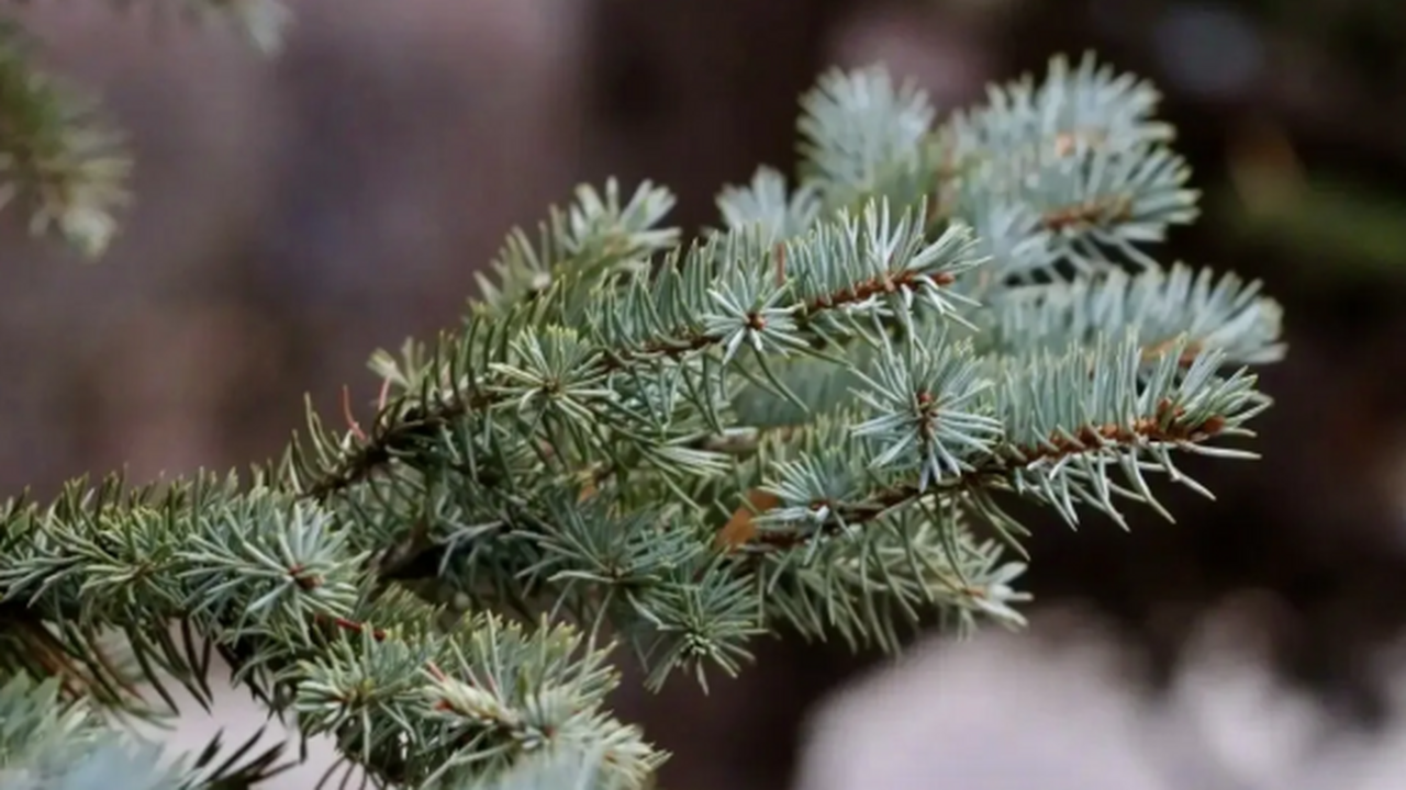 «Самаралес» уже приступил к послезимней уборке ...