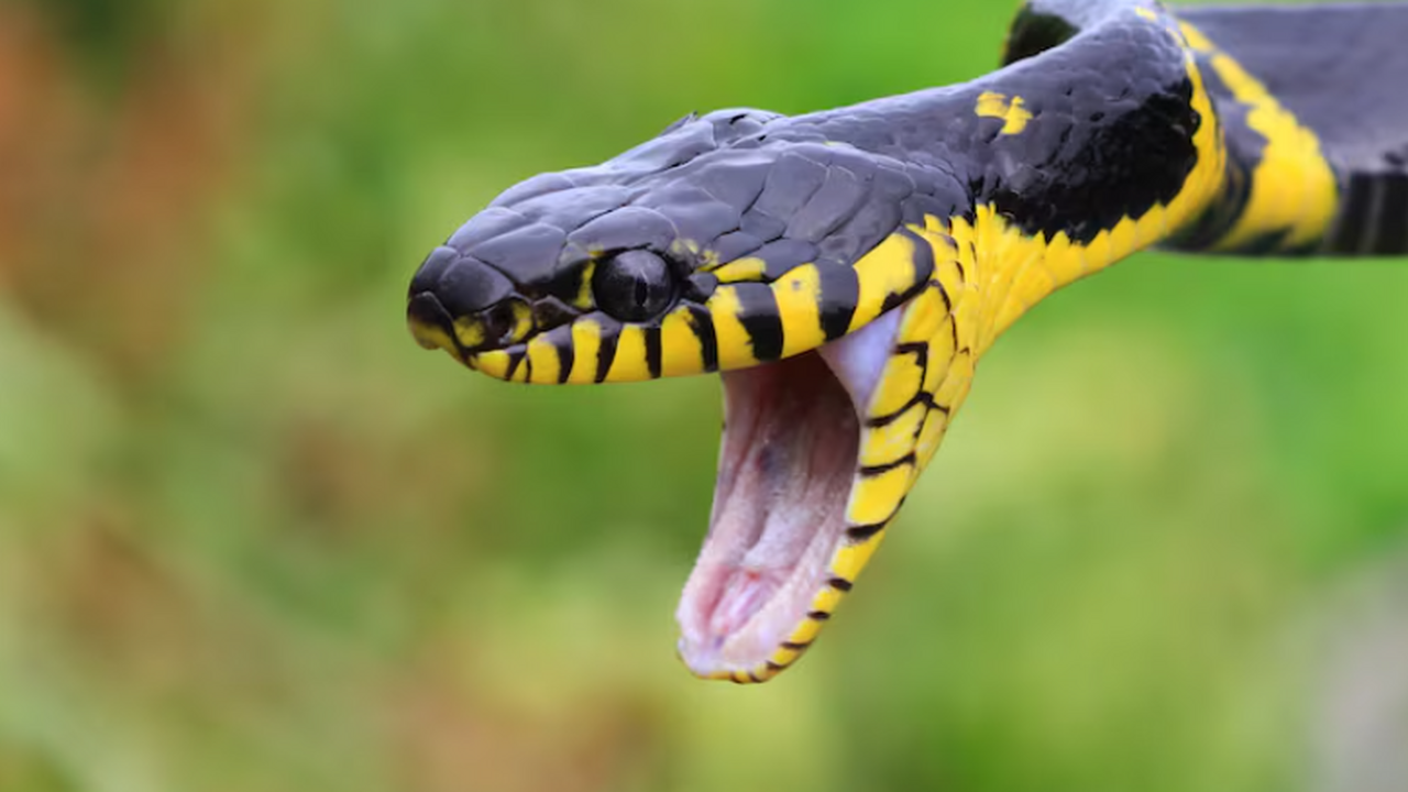 Змеиный яд представляет собой сложный набор био...