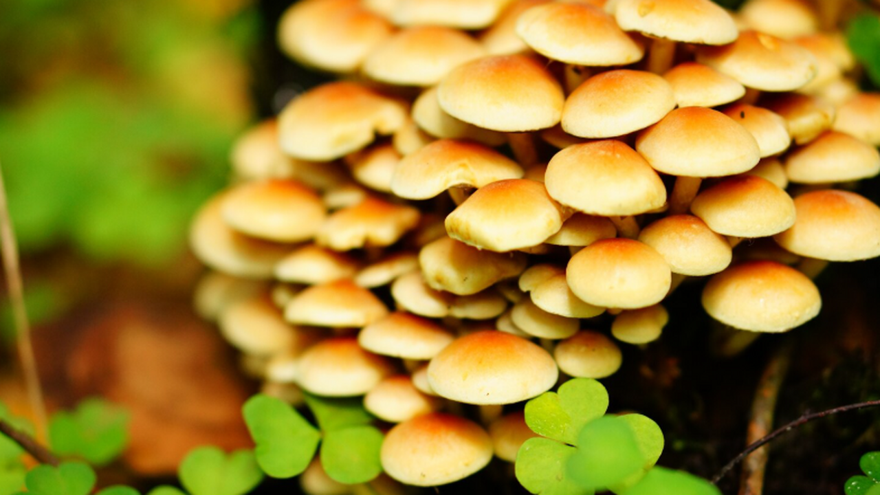 В СФУ прочли геномы опят: поможет бороться с корневой гнилью хвойных Команда ученых впервые прочла митогеномы четырё...