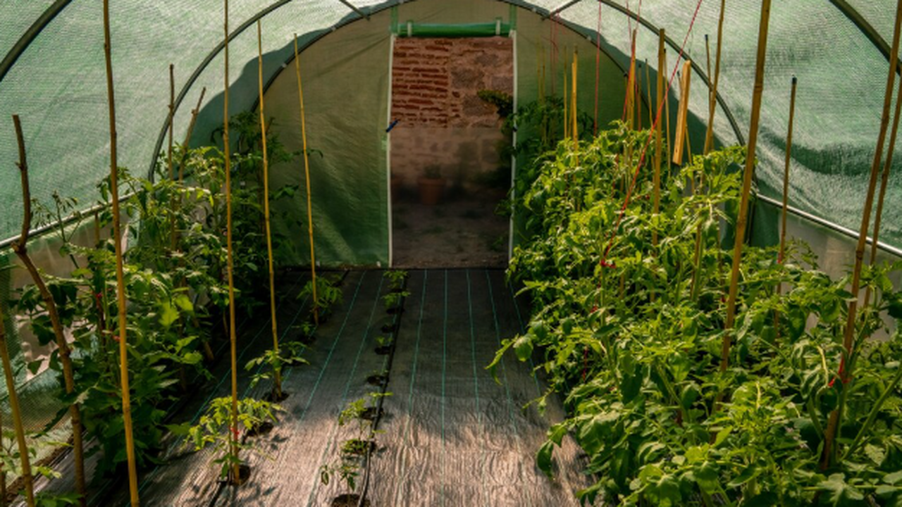 После сбора урожая начинается самый важный этап...