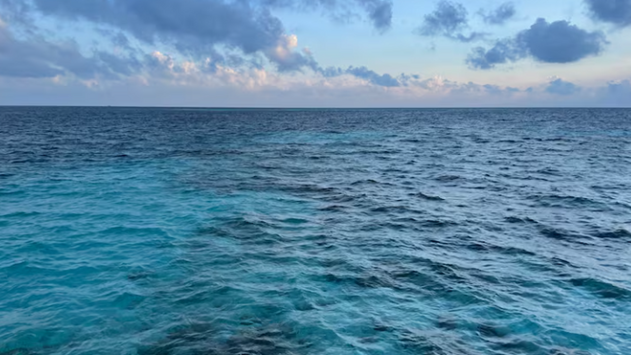 Океанолог объяснил происхождение рыб Судного дня у побережья США Филипп Сапожников отметил, что сельдяных короле...