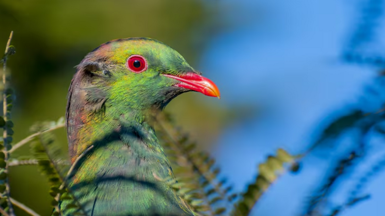 Камеры на острове Трувана зафиксировали белоног...
