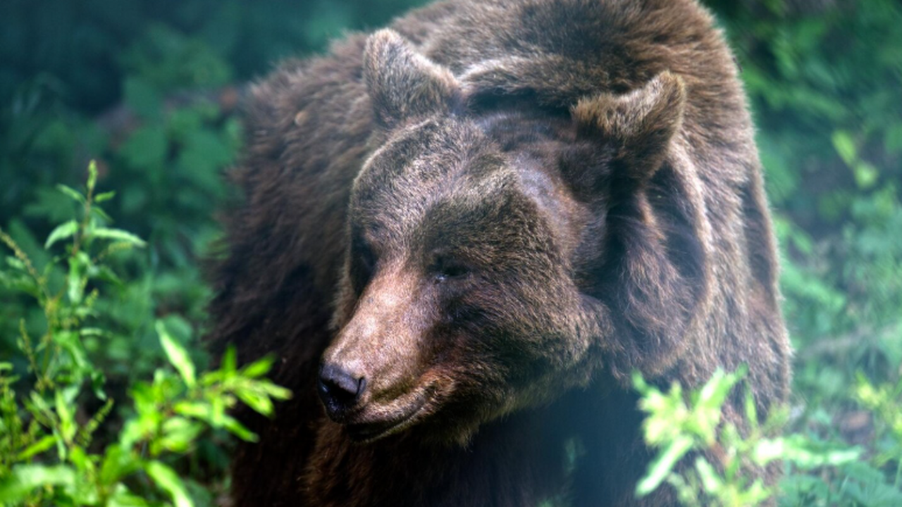 В нацпарке «Удэгейская легенда» тестируют метод...