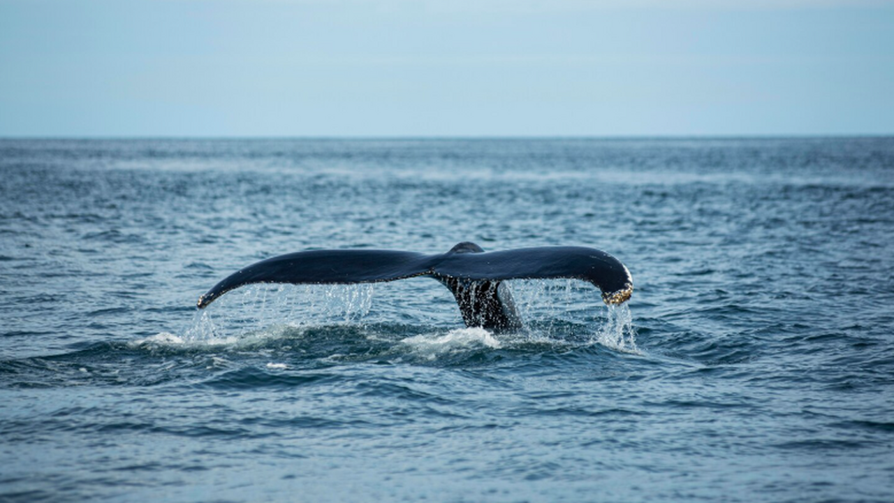 Исследование показало, что косатки могут загоня...
