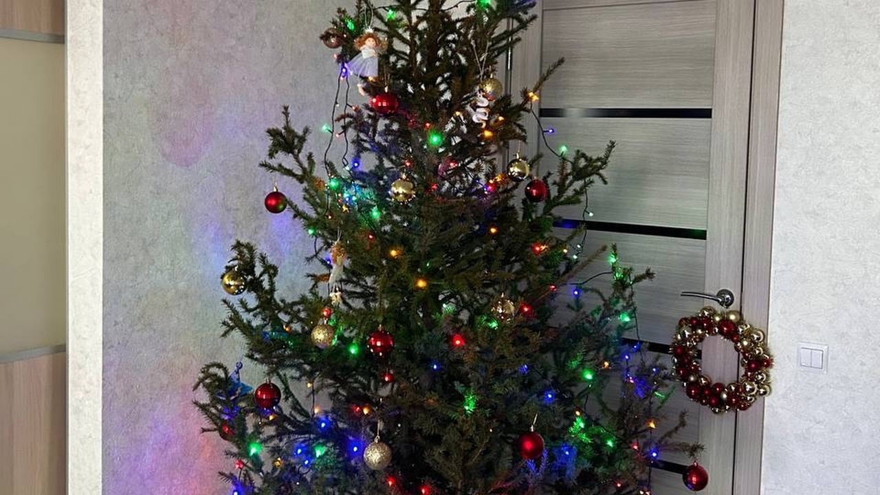 Традиция ставить в доме живую новогоднюю ёлку о...