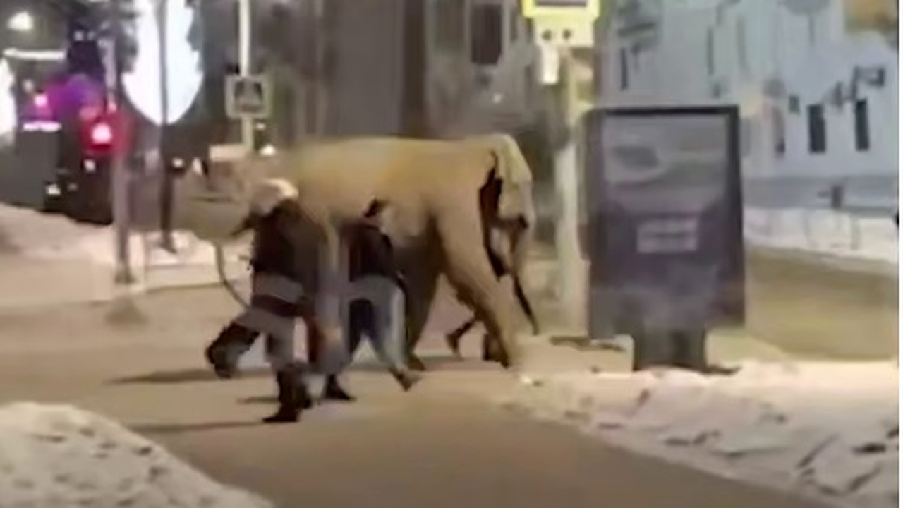 Маленькая слониха испугалась петарды