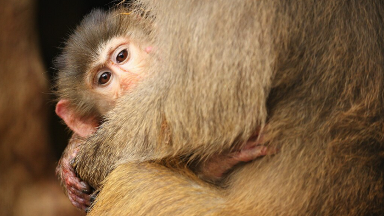 Назальный спрей с моноклональным антителом прот...