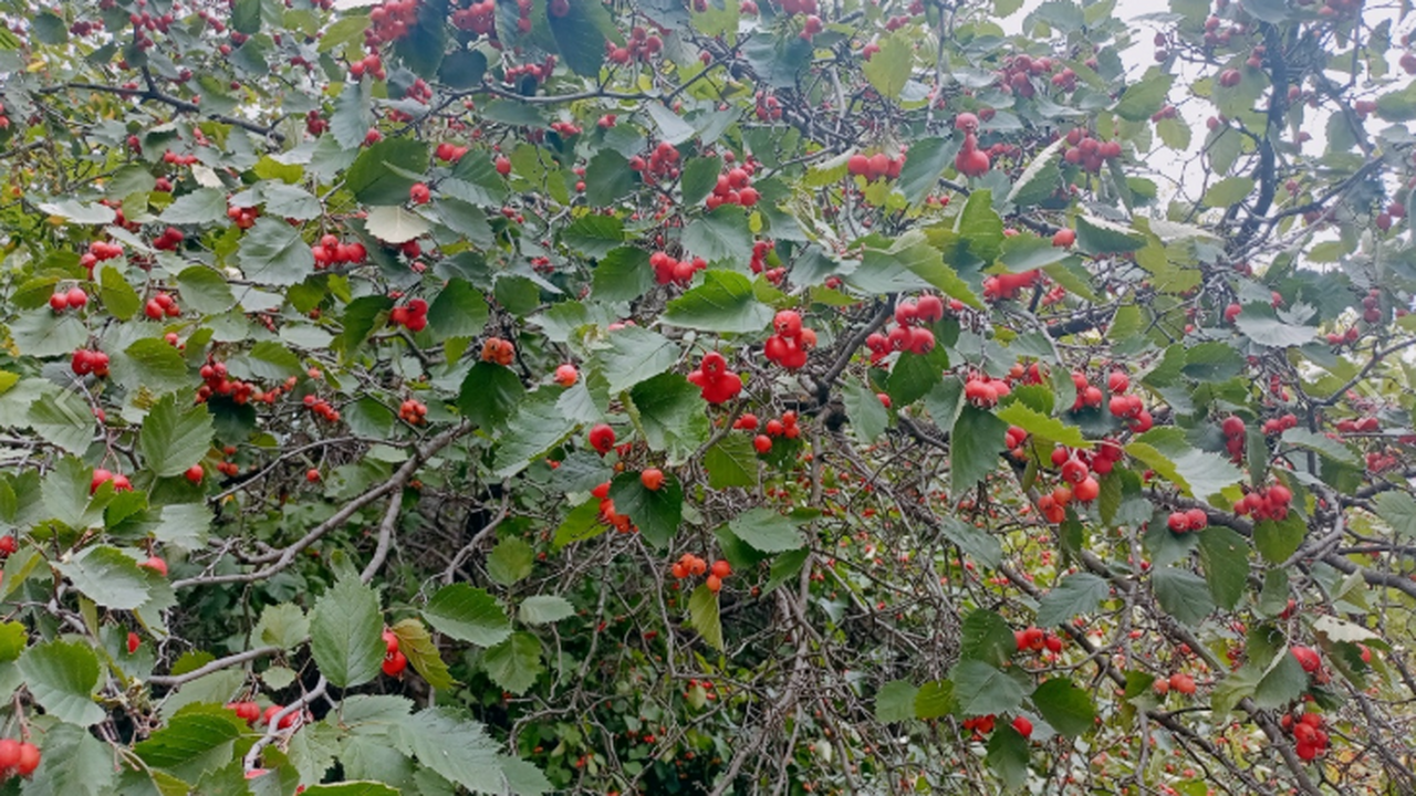 За клен на участке могут лишить земли С 1 марта...