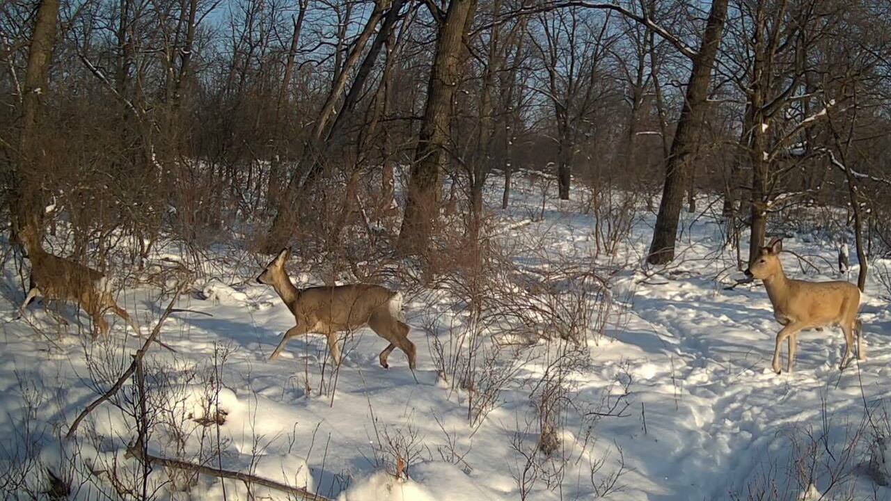 В Самарской области за костры в лесу весной грозят штрафы до 50 тысяч Весной леса особенно подвержены пожарам