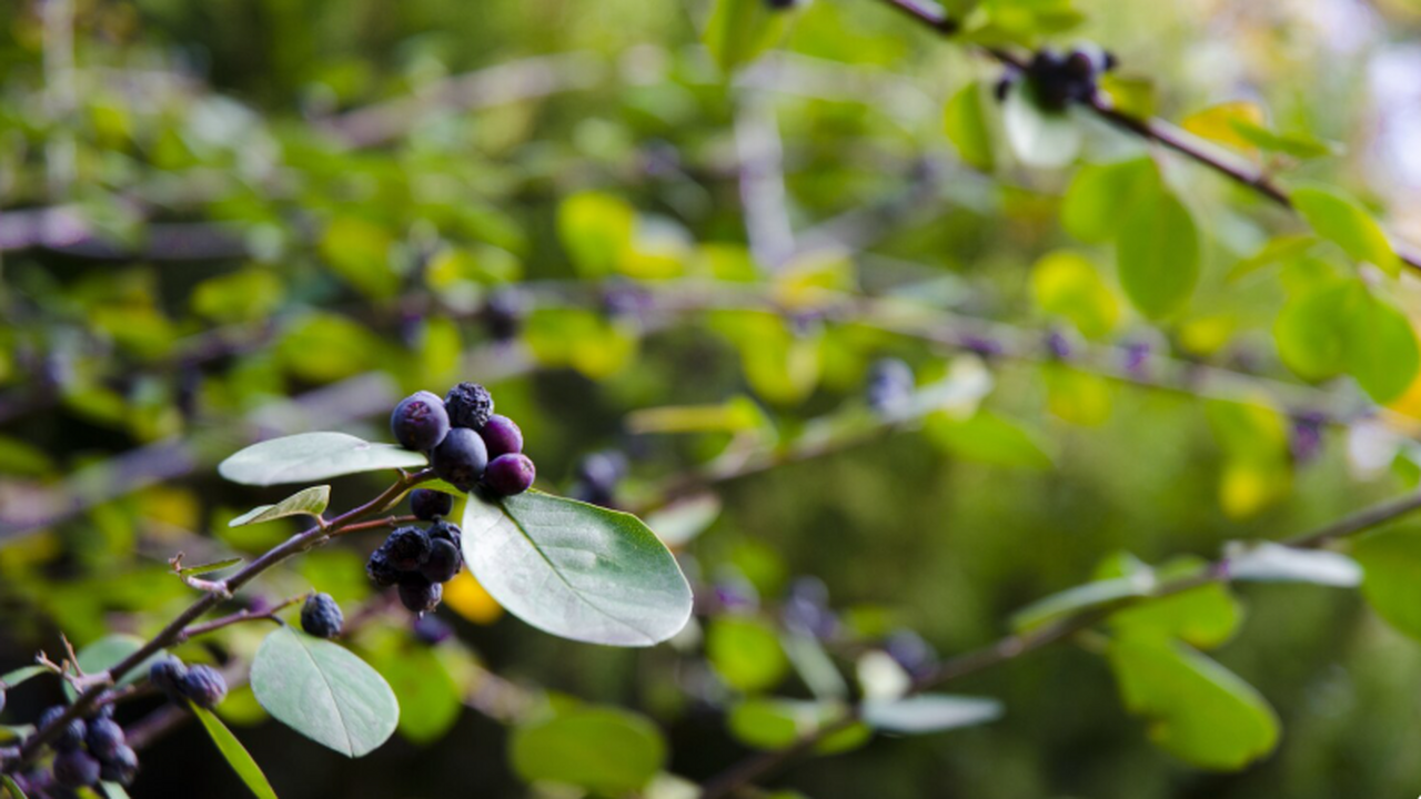 Учёные в Frontiers in Nutrition выяснили, что с...