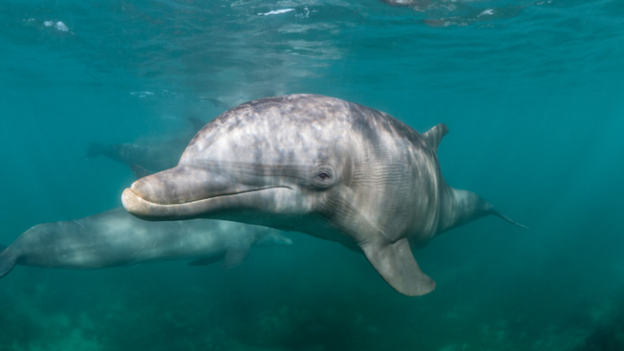 SR: косатки и дельфины по видео с дронов охотятся вместе Северные косатки и тихоокеанские белобокие дель...