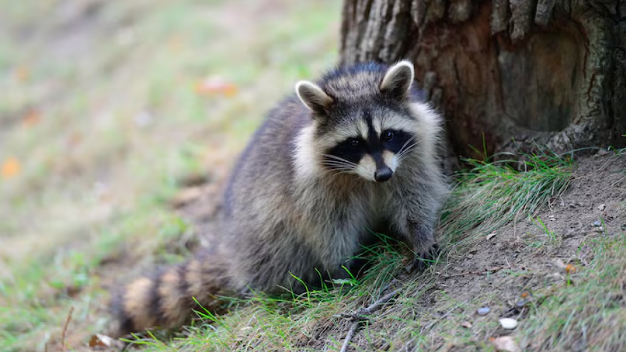 Сотрудники американского телеканала нашли енота...