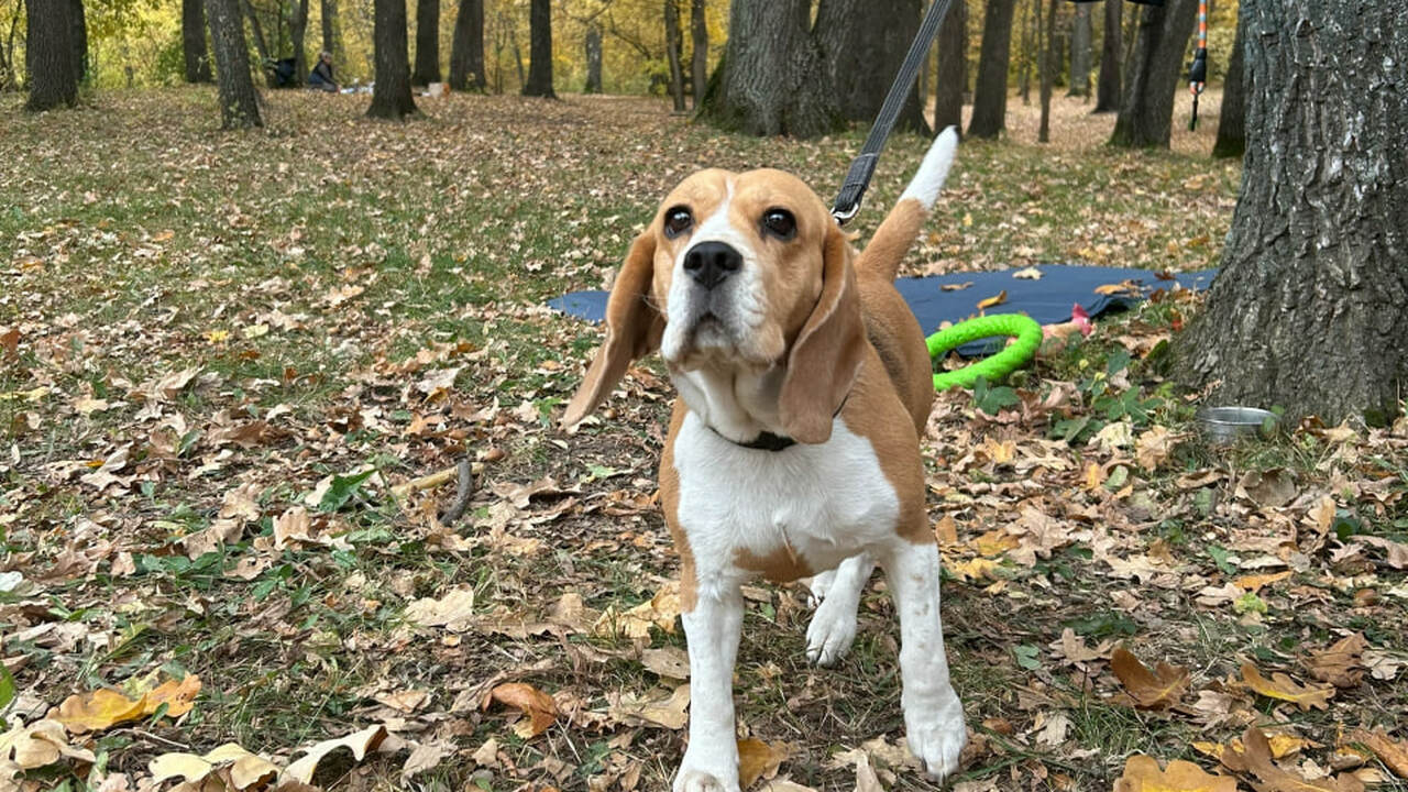 Вадим Попов предложил ввести налог на выгул соб...