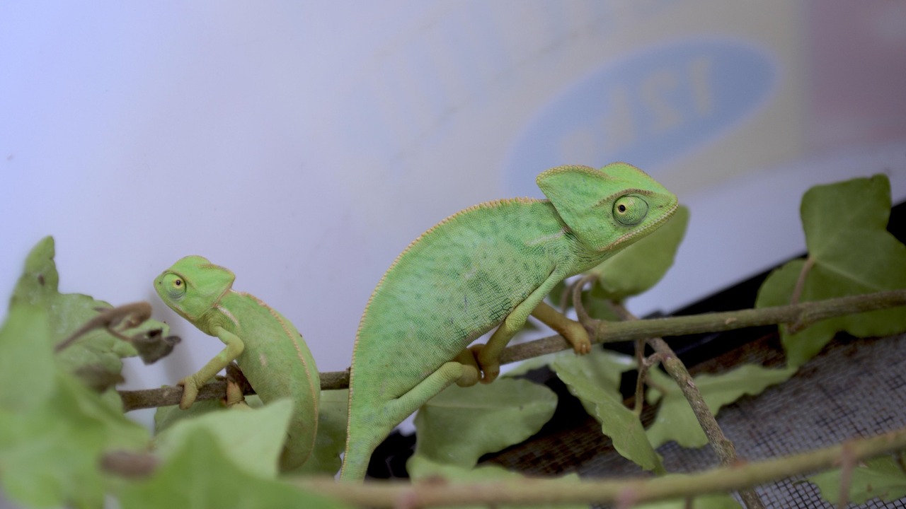 Гостям расскажут о видах этих животных, их особ...