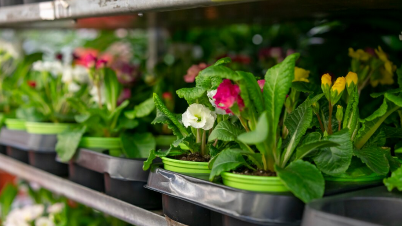 Шлюмбергера (декабрист) действительно неприхотл...