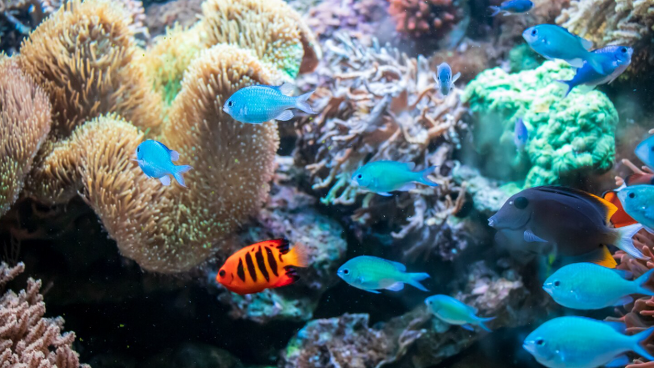 По данным Nature, амазонская молли использует в...