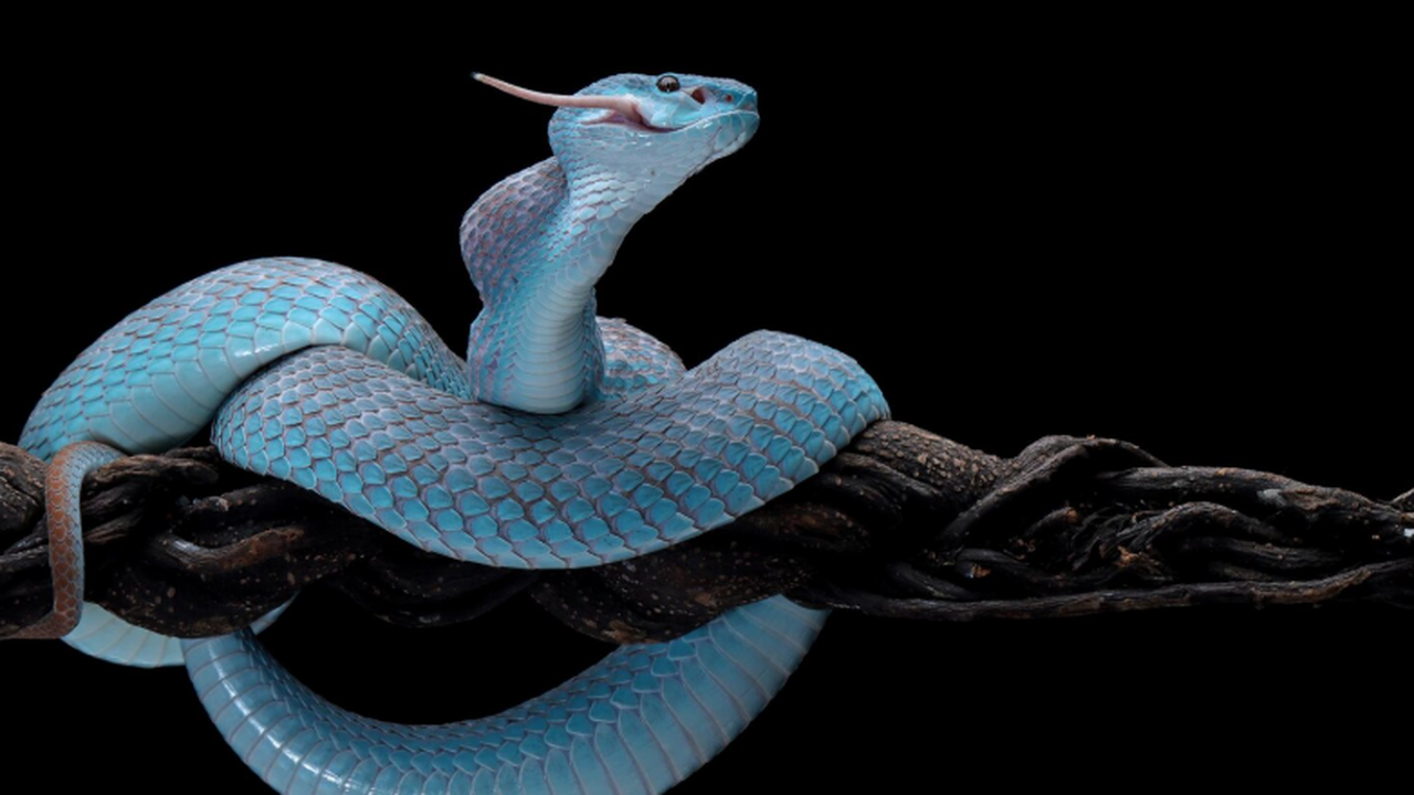 Группа ученых сообщила о результатах доклиничес...