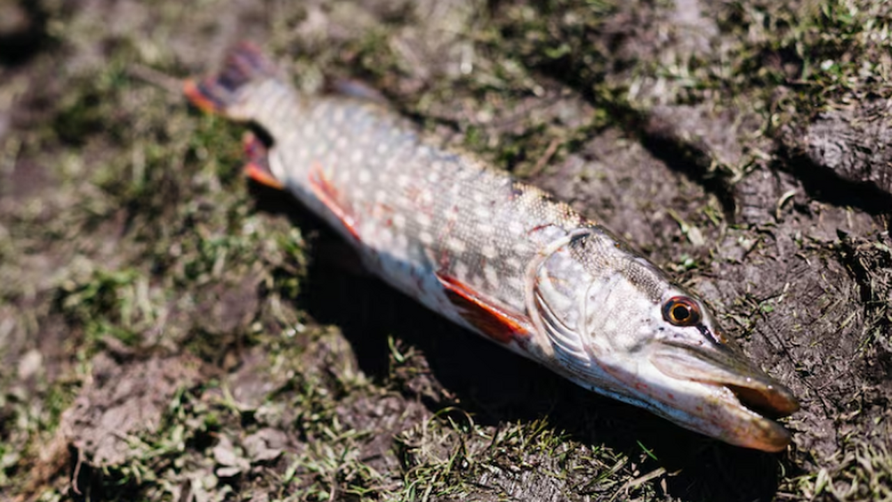 Окаменелые рыбы показали меню юрских хищников и следы атак крупных врагов Опубликовано исследование окаменелостей хищной ...
